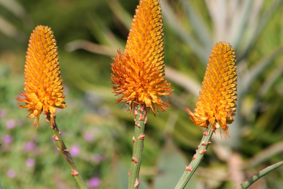 Aloe thraskii (1)